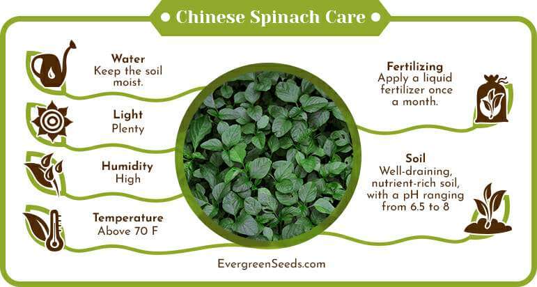 Chinese spinach care infographic