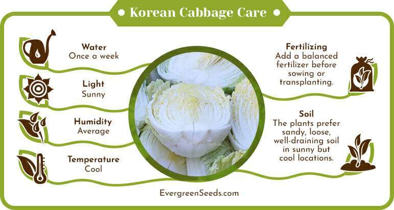 Korean cabbage care infographic