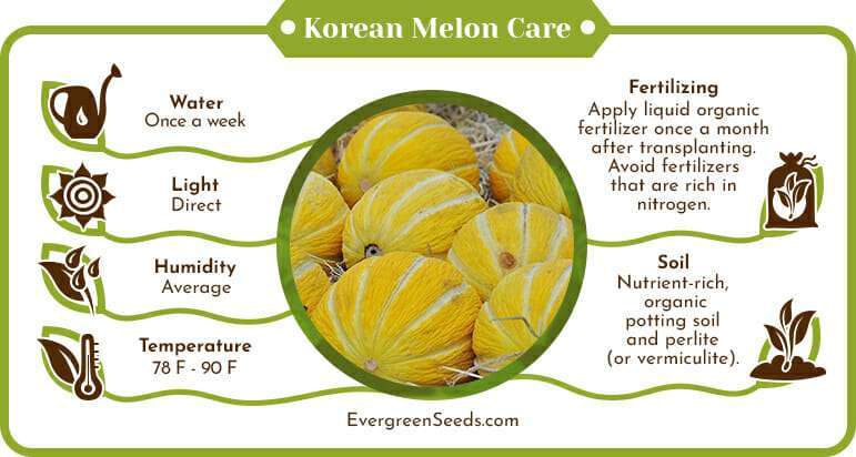 Korean melon care infographic