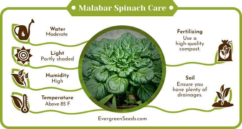 Malabar spinach care infographic