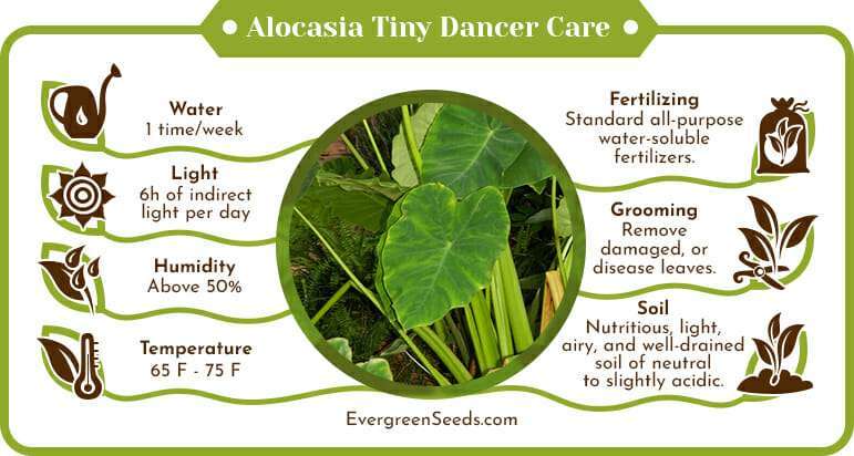 Alocasia tiny dancer care infographic
