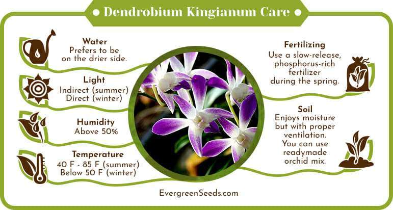 Dendrobium kingianum care infographic