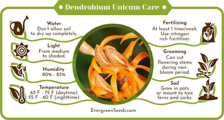 Dendrobium unicum care infographic
