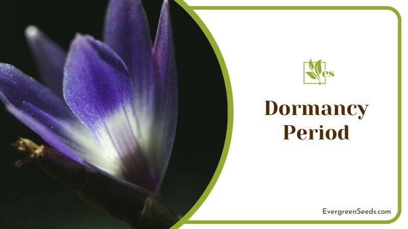 Dormancy Period of Dendrobium Victoriae-Reginae