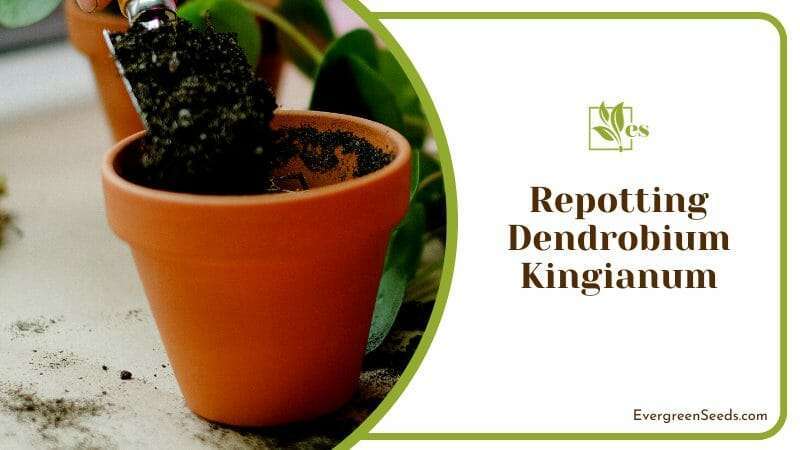 How to Grow Dendrobium Kingianum