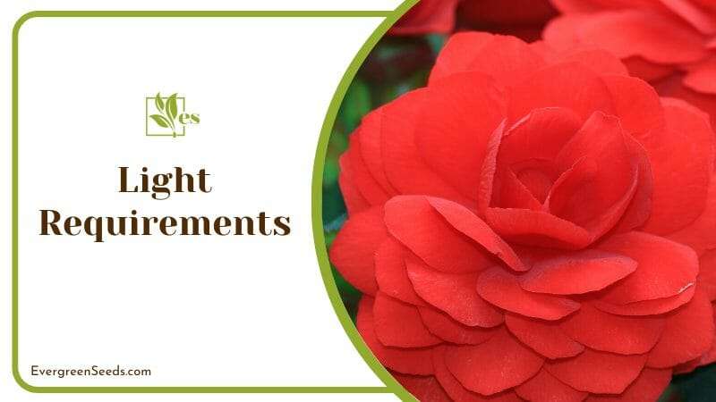 Light Requirements of Double Begonia
