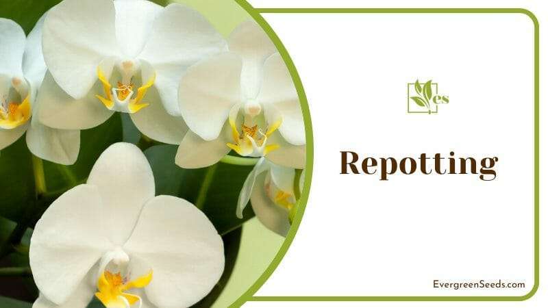 Repotting Phalaenopsis Bellina