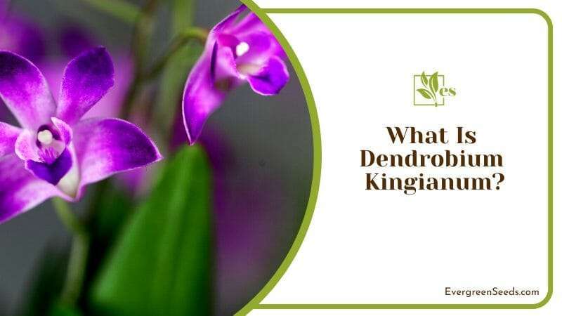 The Beauty of Dendrobium Kingianum