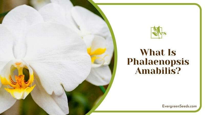 The Elegant Phalaenopsis Amabilis