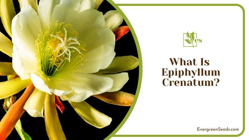 The Exotic Epiphyllum Crenatum