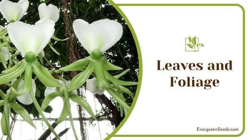 Angraecum leonis orchid care tips