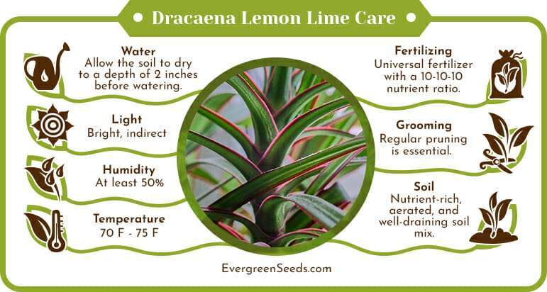 Dracaena lemon lime care infographic