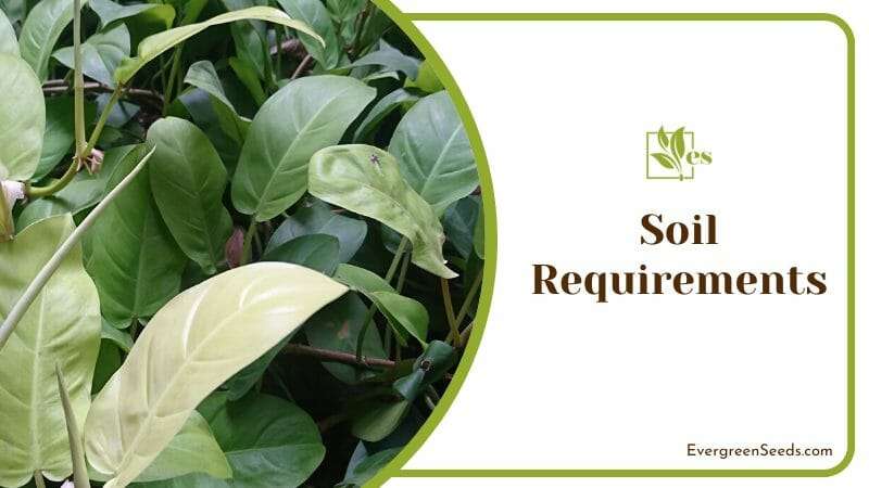 Philodendron moonlight soil requirement