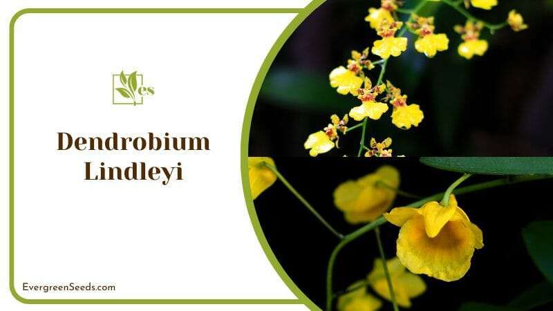 Caring Dendrobium Lindleyi