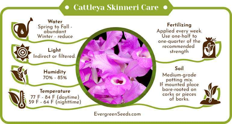 Cattleya skinneri care infographic
