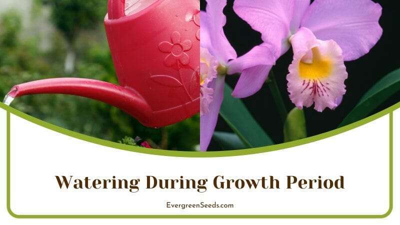 Cattleya Watering During Growth