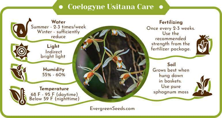 Coelogyne usitana care infographic