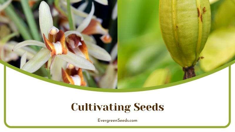 Cultivating Coelogyne Usitana Seeds