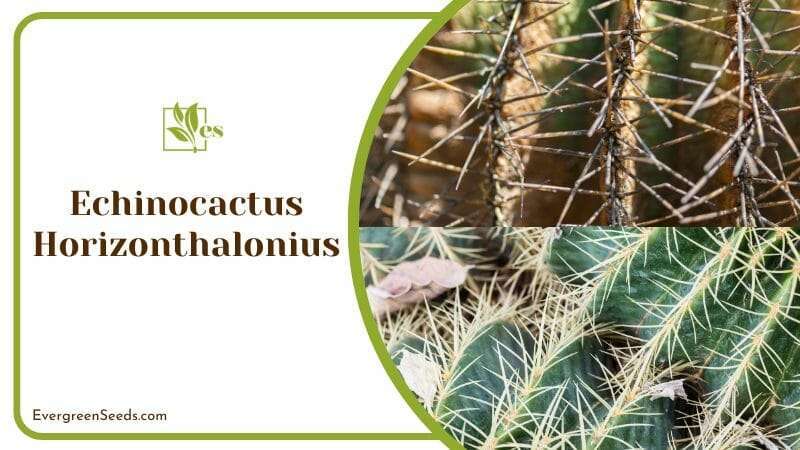 Echinocactus Horizonthalonius How to Take Care