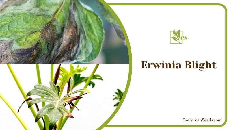 Erwinia Blight Attacks on Philodendron