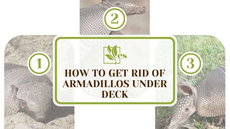 How to get rid of armadillos under deck armadillos resting