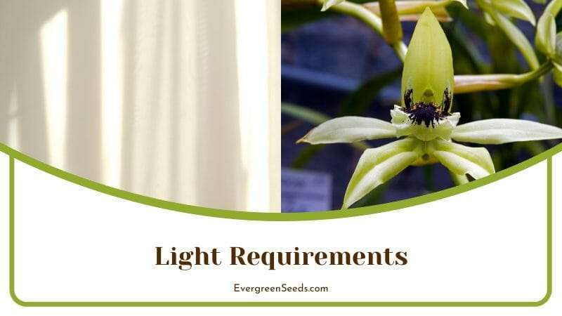 Light Requirements Coelogyne