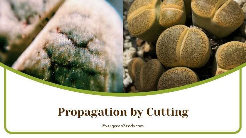 Lithops Propagation by Cutting