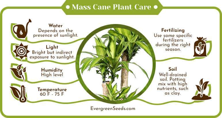 Mass cane plant care infographic