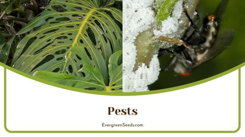 Pests on Philodendron Tortum