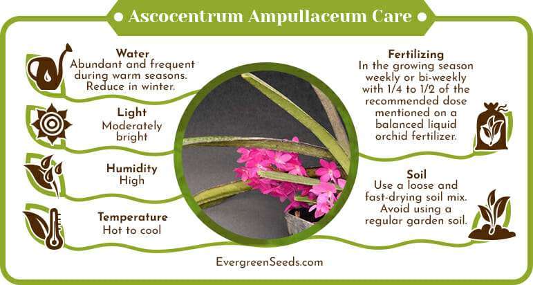 Ascocentrum ampullaceum care infographic