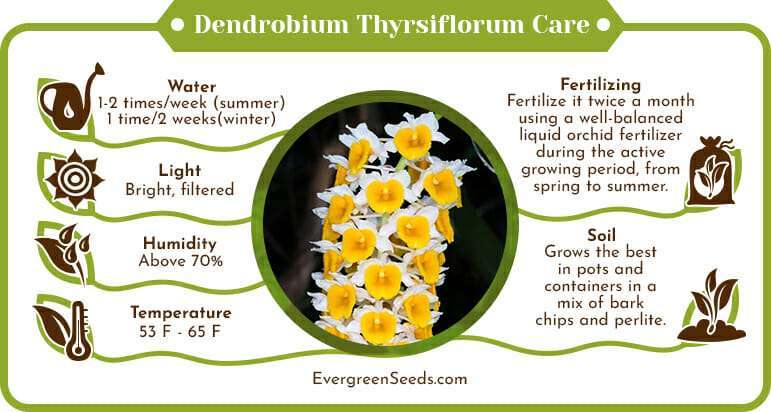 Dendrobium thyrsiflorum care infographic