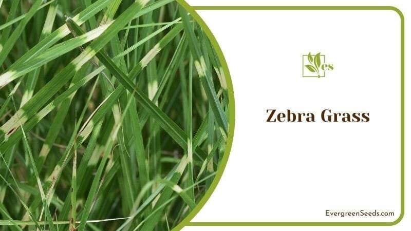 Green Ornamental Zebra Grass