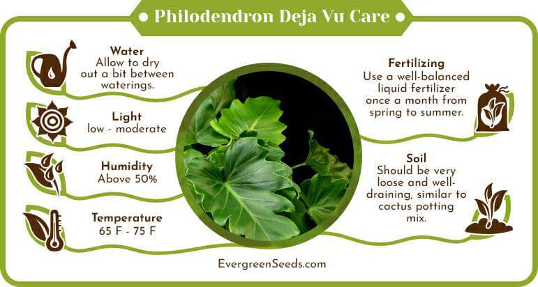 Philodendron deja vu care infographic