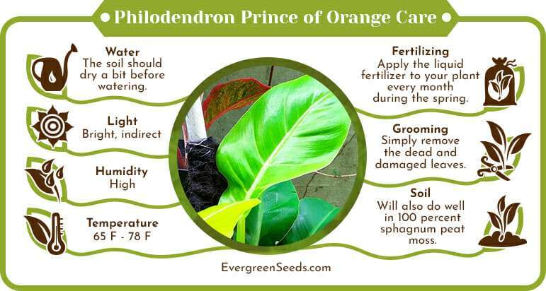 Philodendron prince of orange care infographic