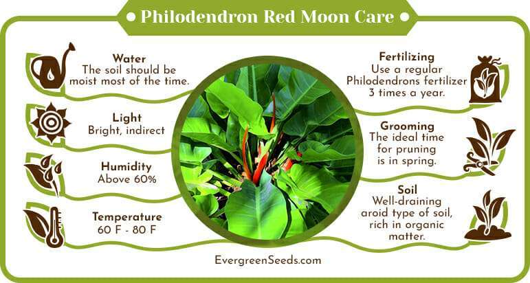 Philodendron red moon care infographic