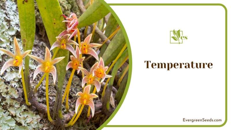 Adequate Temperature for Bulbophyllum Lobbii
