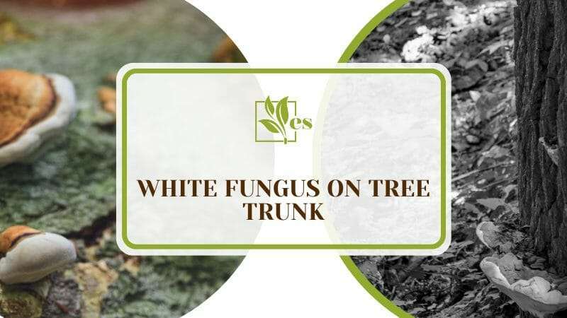 White fungus growing on the tree trunk