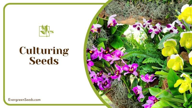 Cultivating orchid from seedlings