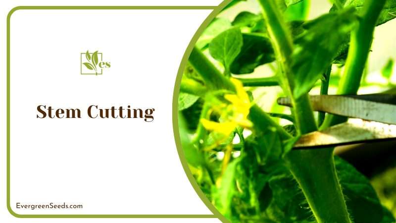 Cutting the Stem Help the Plant