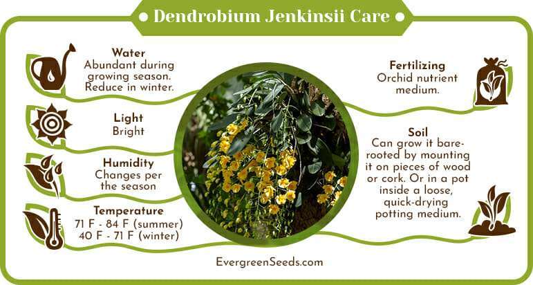 Dendrobium jenkinsii care infographic