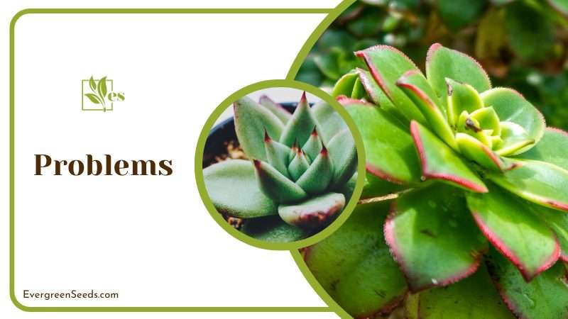 Echeveria Agavoides Succulents Disease