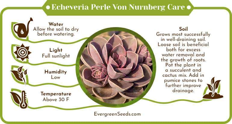 Echeveria perle von nurnberg care infographic