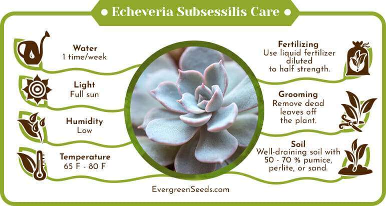Echeveria subsessilis care infographic