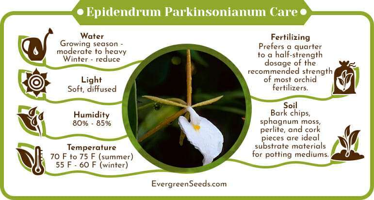 Epidendrum parkinsonianum care infographic