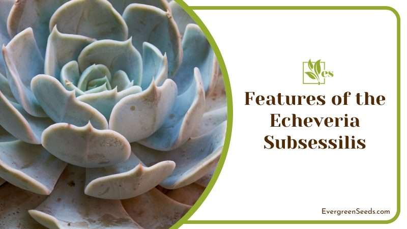 Features of the Echeveria Subsessilis