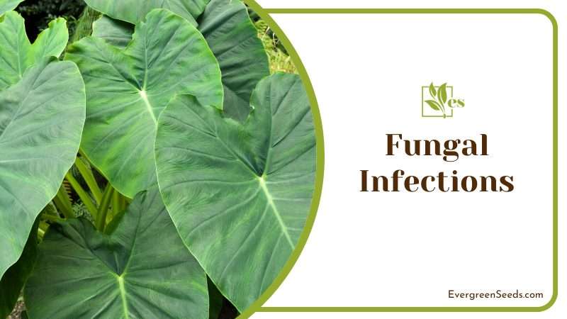 Fungal Infections Problem