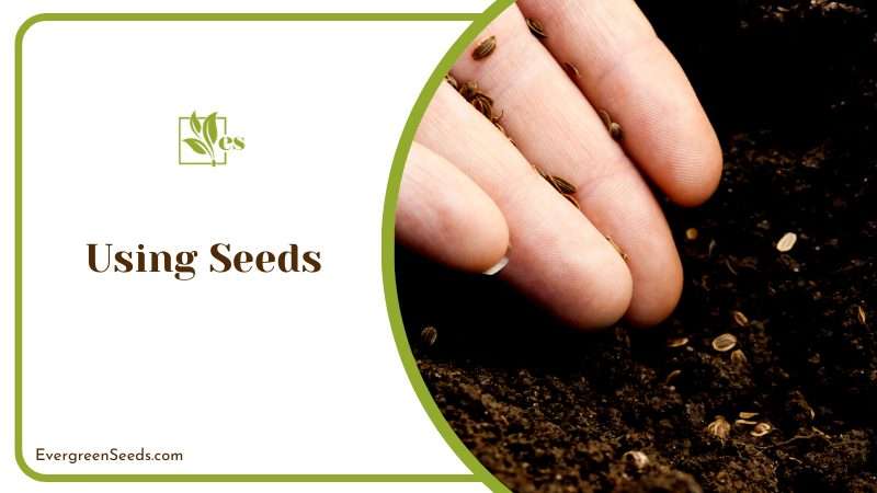 Great Purpose of Planting Seeds