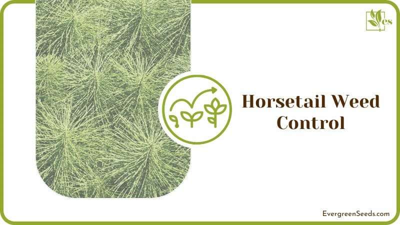 Horsetail Weed Control