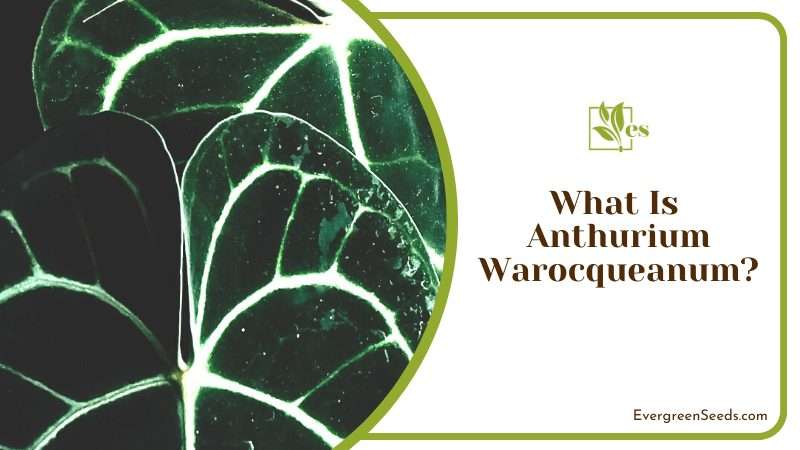 Majestic Anthurium Warocqueanum