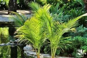 Majesty Palm (Ravenea Rivularis)